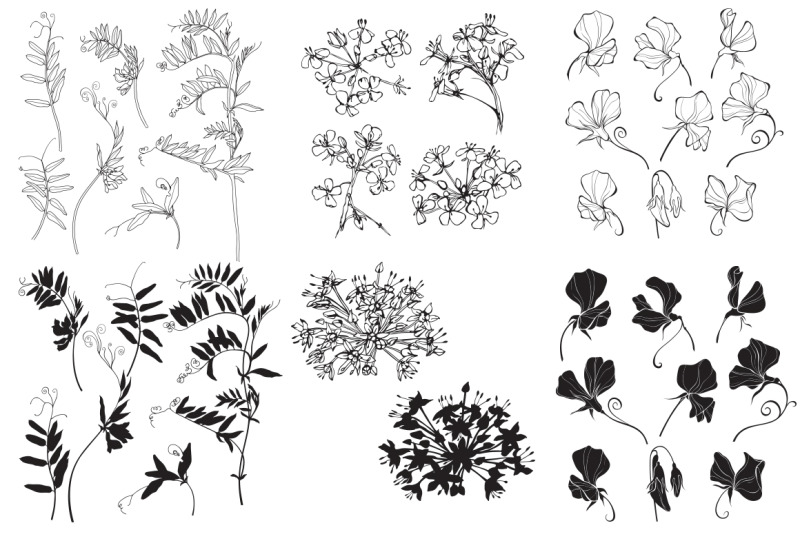 wildherbs-and-flowers
