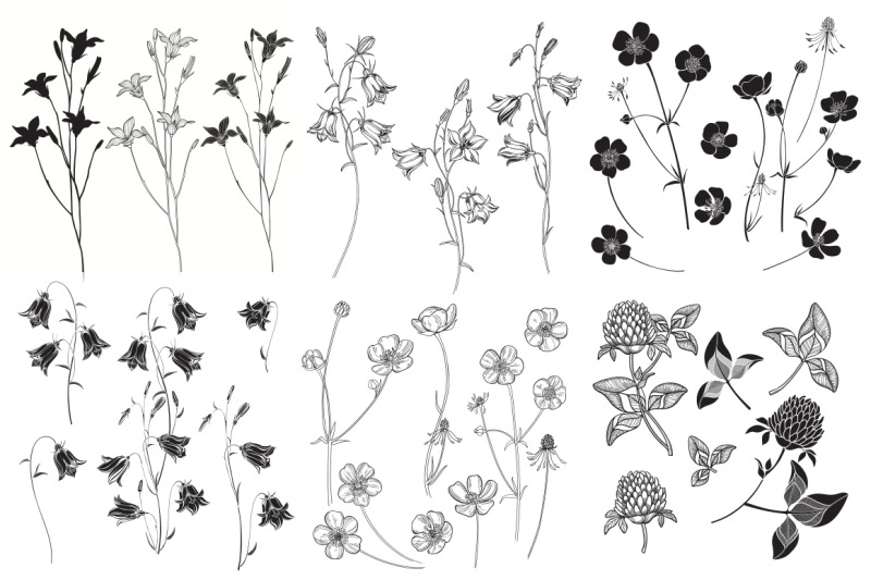 wildherbs-and-flowers