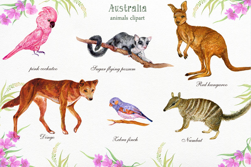 animals-australia-watercolor