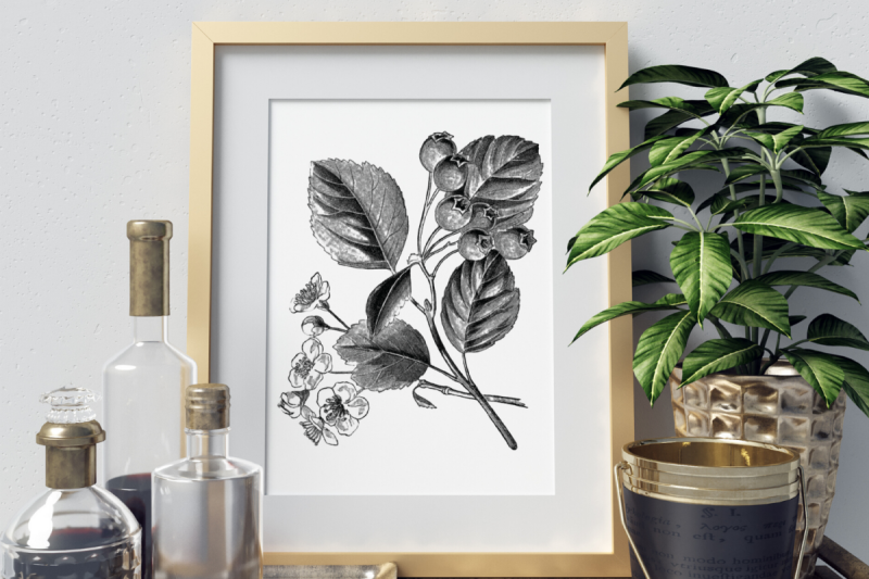 hawthorn-vintage-flowers-black-botanical-illustrations
