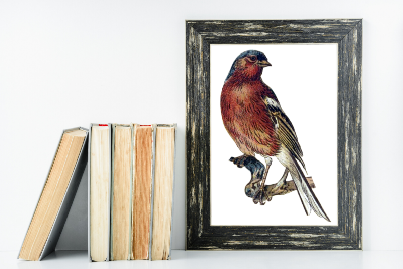 farmhouse-wall-decor-rustic-wall-decor-vintage-bird