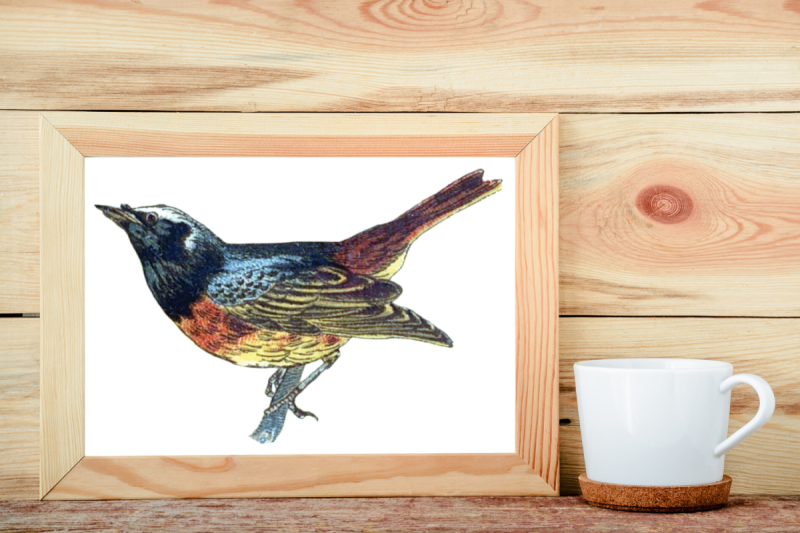 farmhouse-wall-decor-rustic-wall-decor-vintage-bird