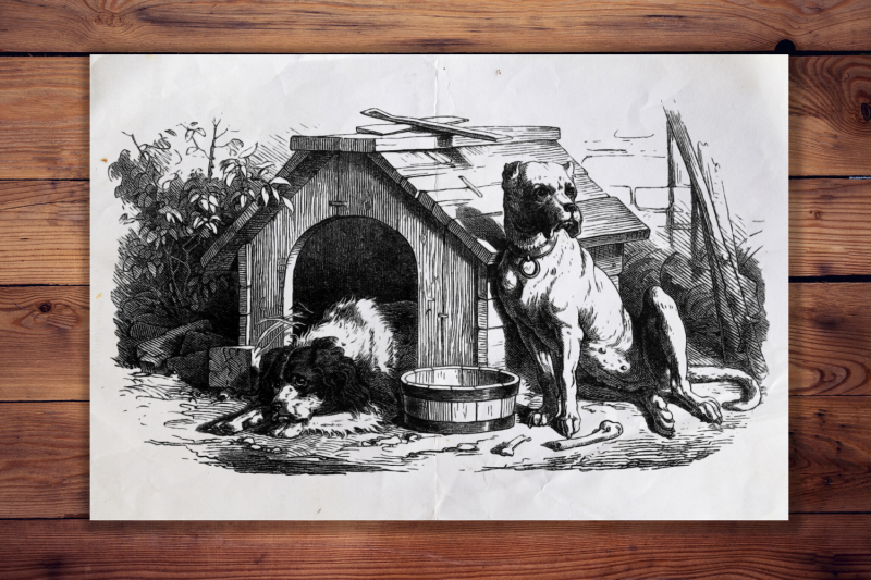 vintage-dog-illustration-animal-antique-french-decor