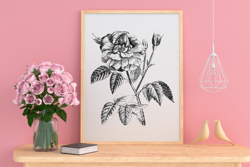 rose-vintage-flowers-botanical-illustration-vintage-black-rose