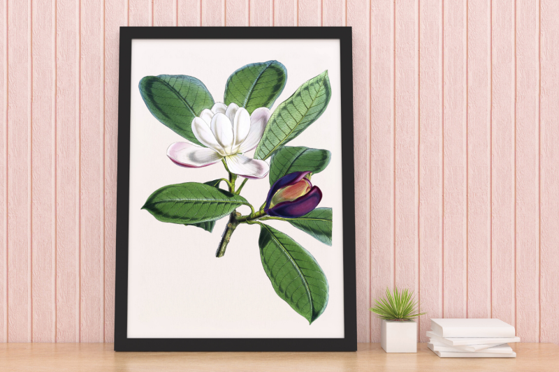 magnolia-vintage-flowers-botanical-illustration-of-magnolia