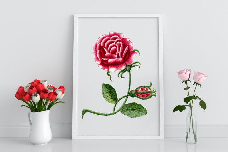 rose-vintage-flower-botanical-illustration-stationary-rose