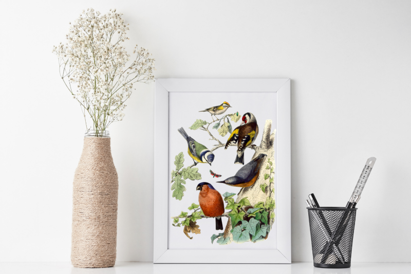rustic-wall-decor-vintage-bird-illustration-birds-cute-decoration