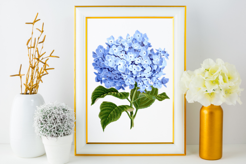 hydrangea-print-hydrangea-digital-flower-hydrangea-arts