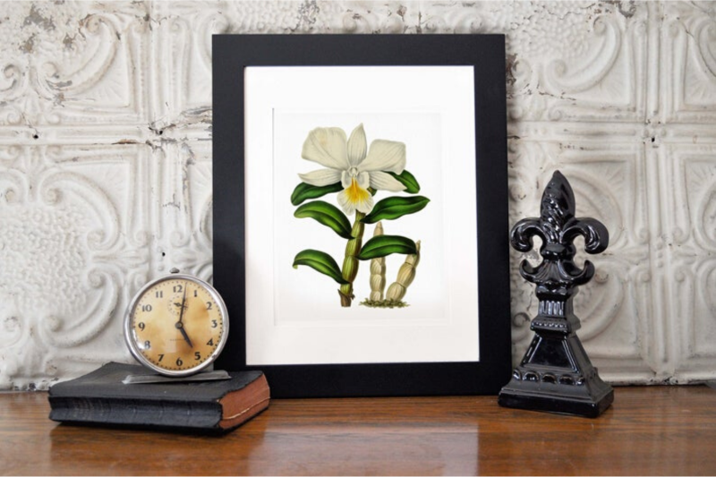 magnolia-vintage-flowers-botanical-illustration-of-magnolia