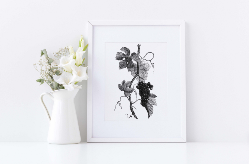 black-and-white-vintage-vine-branch-vine-digital-botanical