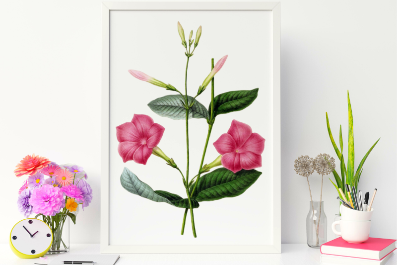 elegant-retro-pink-flower-vinage-illustration-of-flower