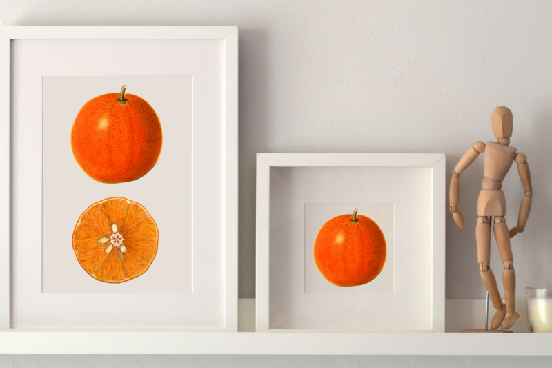 fruit-clipart-illustration-kitchen-decor-vintage-orange