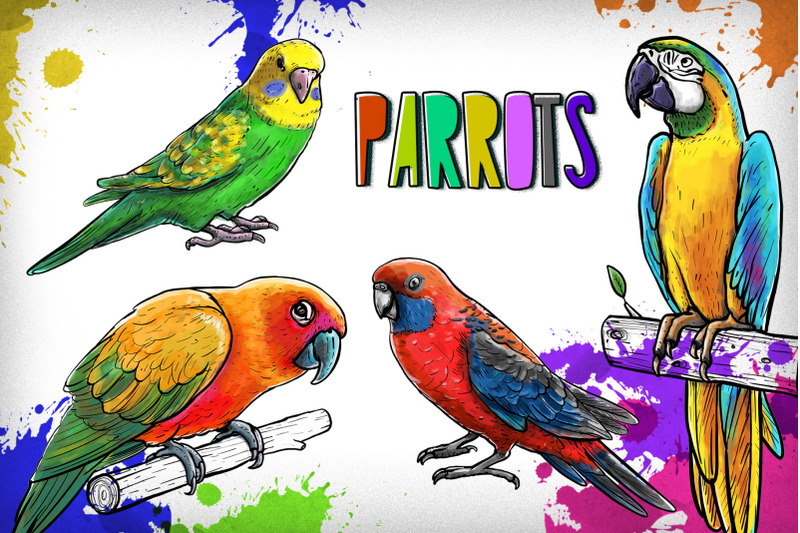 drawn-parrots