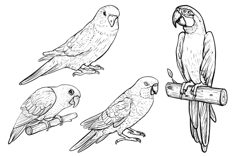 drawn-parrots