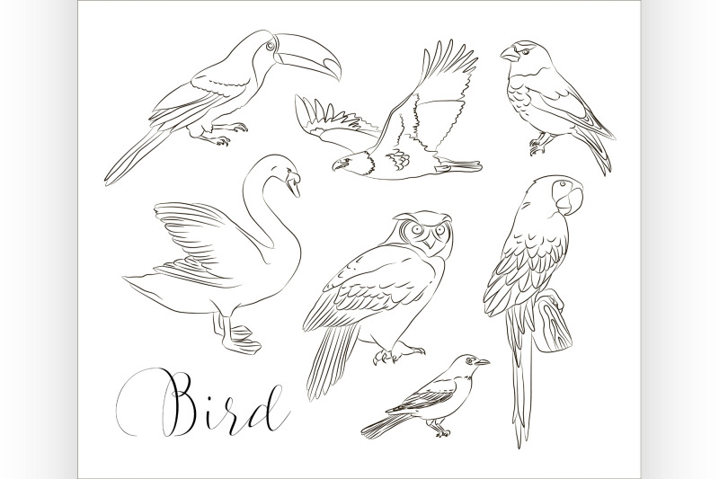 bird-collection-set