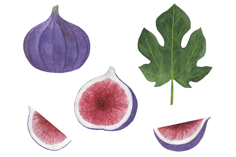 collection-of-fig-fruits-watercolor-illustration