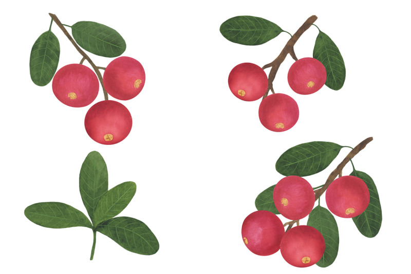 collection-berries-cranberry-branch-leaves-watercolor