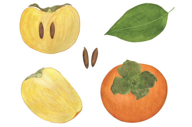 set-of-persimmon-watercolor-illustrations