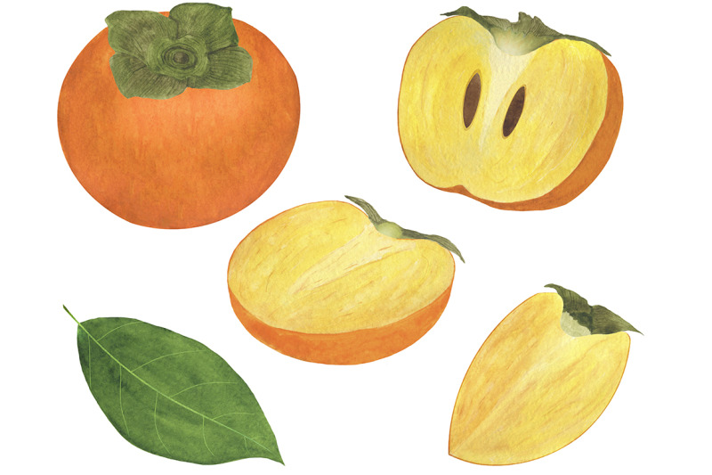 set-of-persimmon-watercolor-illustrations