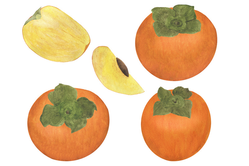 set-of-persimmon-watercolor-illustrations