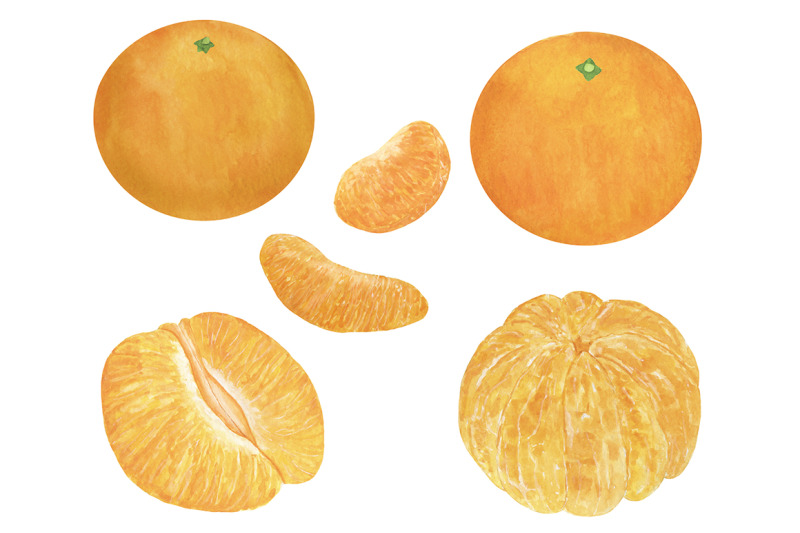 set-of-mandarin-watercolor-food-illustration