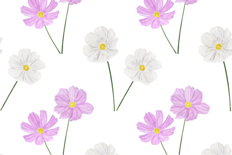collection-of-illustrations-cosmea-flowers-watercolor