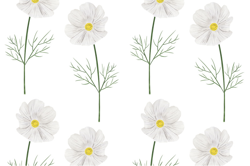 collection-of-illustrations-cosmea-flowers-watercolor