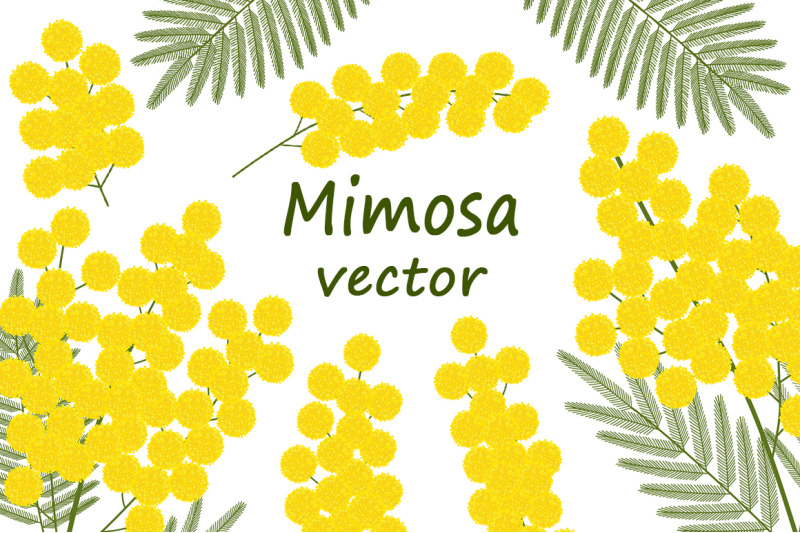 set-of-mimosa-vector-illustrations