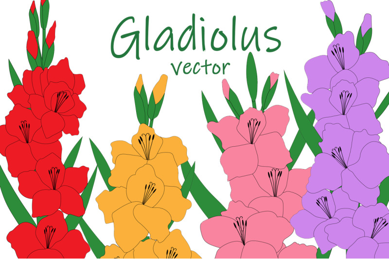 set-gladiolus-flowers-vector