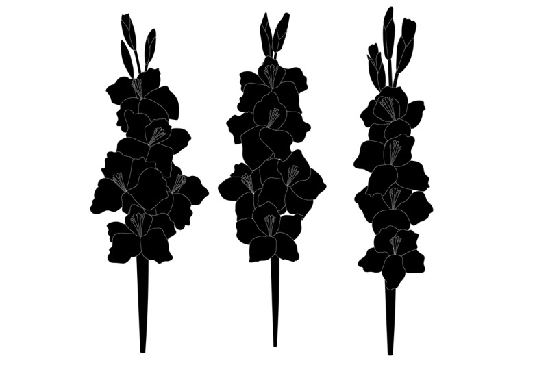 set-gladiolus-flowers-vector