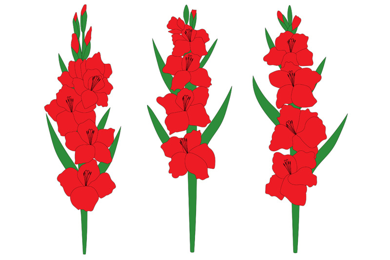 set-gladiolus-flowers-vector