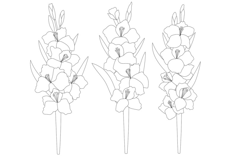 set-gladiolus-flowers-vector