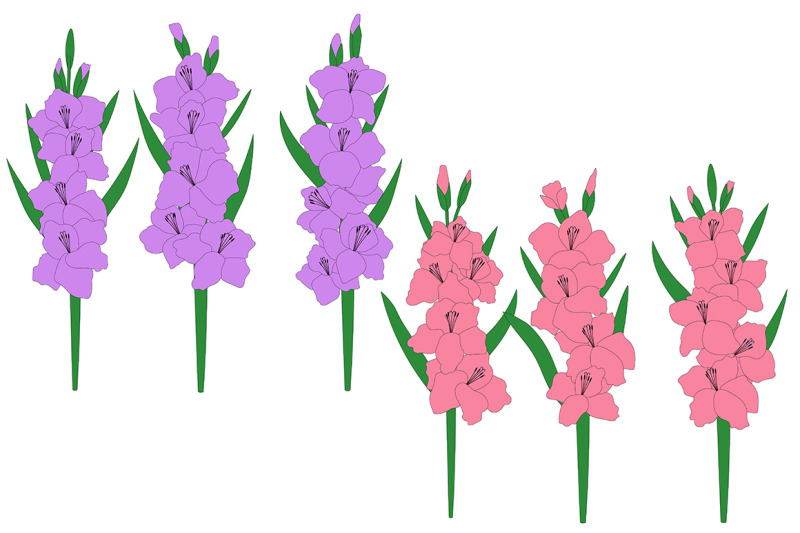 set-gladiolus-flowers-vector