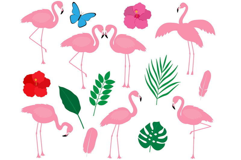 set-bird-flamingo-vector