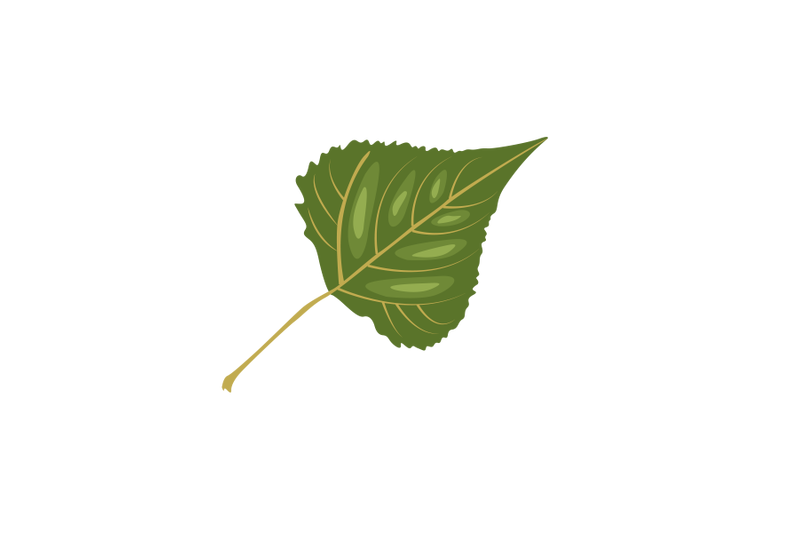 poplar-leaf