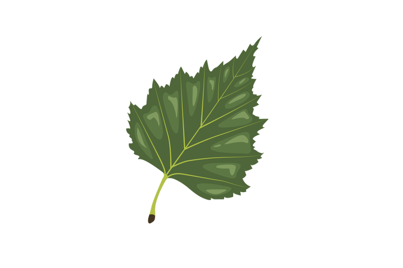 birch-leaf