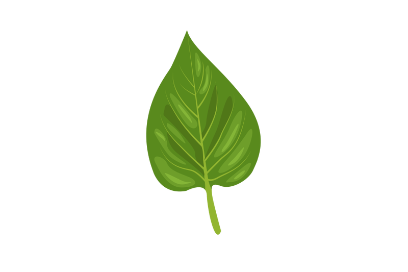lilac-leaf