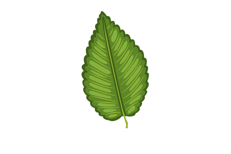 elm-leaf