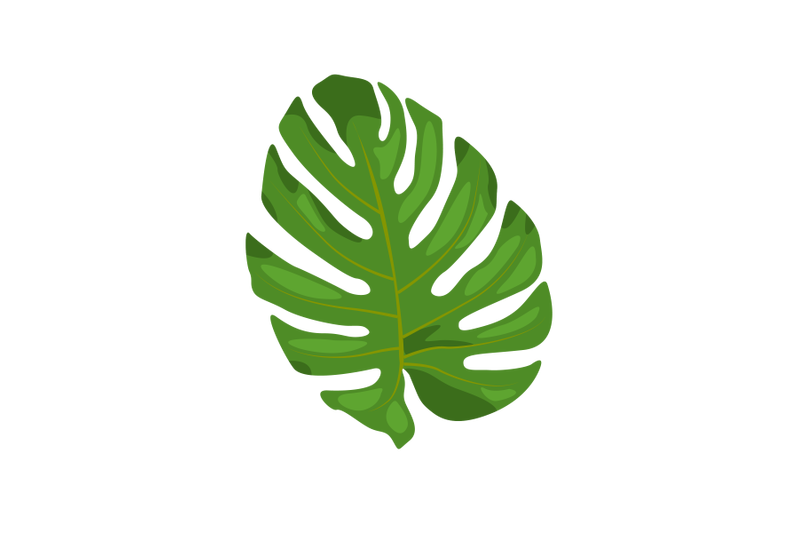 monstera-leaf