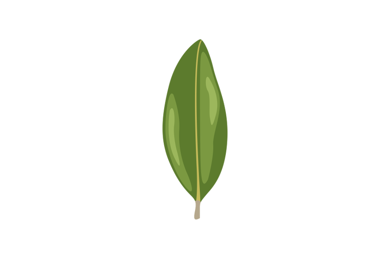 magnolia-leaf