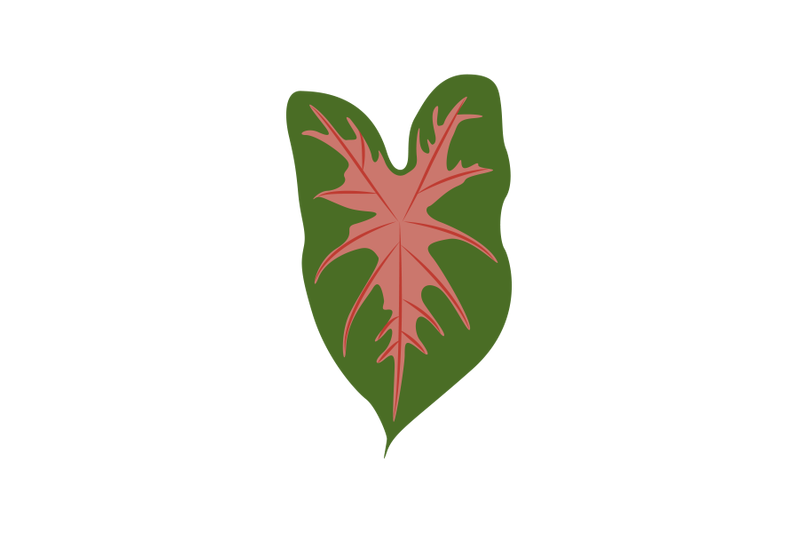 fancy-caladium-leaf