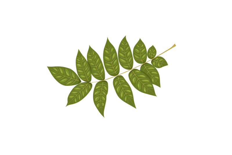 ash-leaf