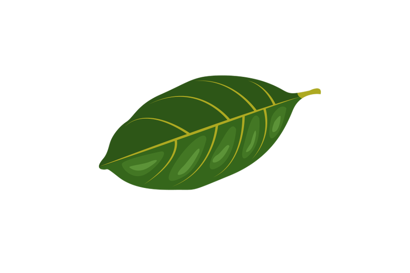 jackfriut-leaf