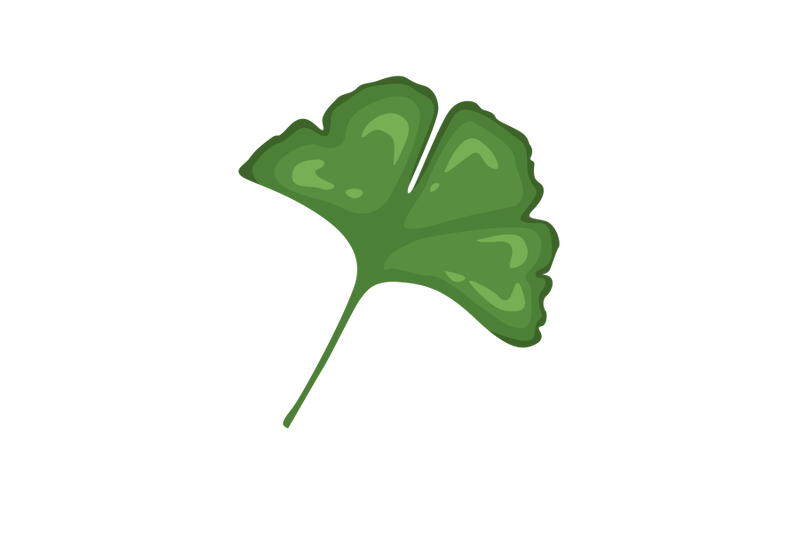 ginkgo-leaf