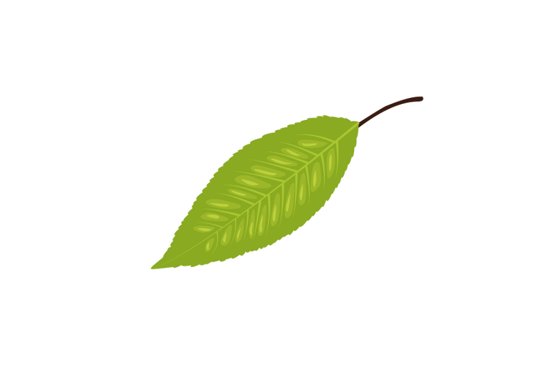 sweet-cherry-leaf