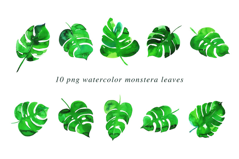 10-monstera-watercolor-illustrations