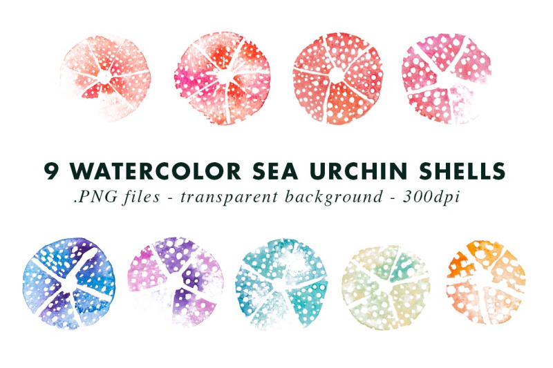 watercolor-sea-urchin-shells