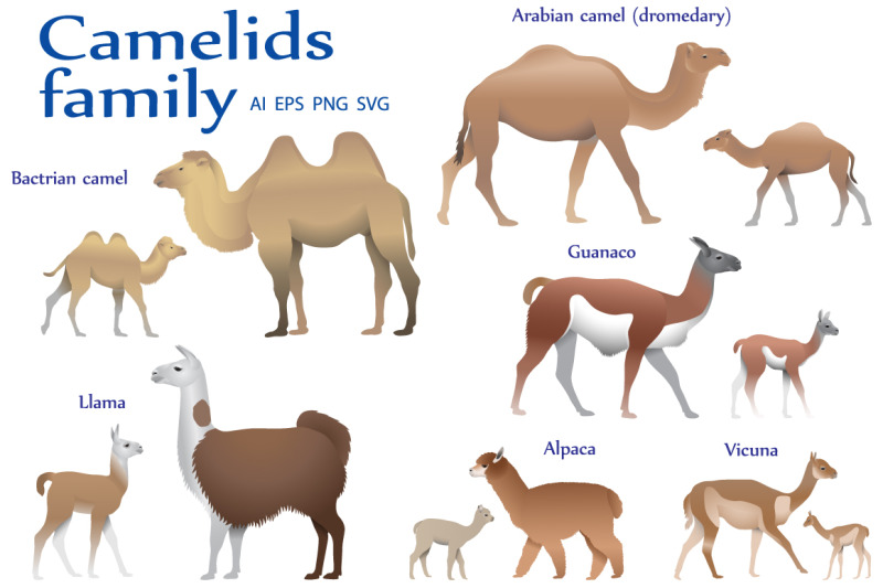 camelids-family-colour