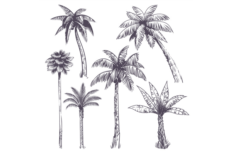 sketch-palm-tree-hand-drawn-tropical-coconut-palm-trees-africans-pla