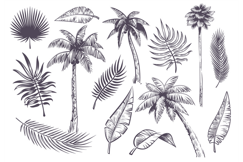 sketch-palm-trees-and-leaves-hand-drawn-tropical-palms-and-leaf-blac